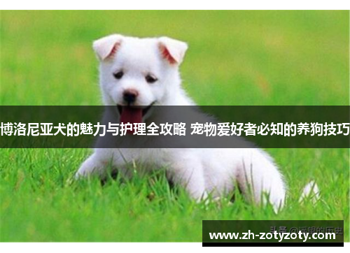 博洛尼亚犬的魅力与护理全攻略 宠物爱好者必知的养狗技巧